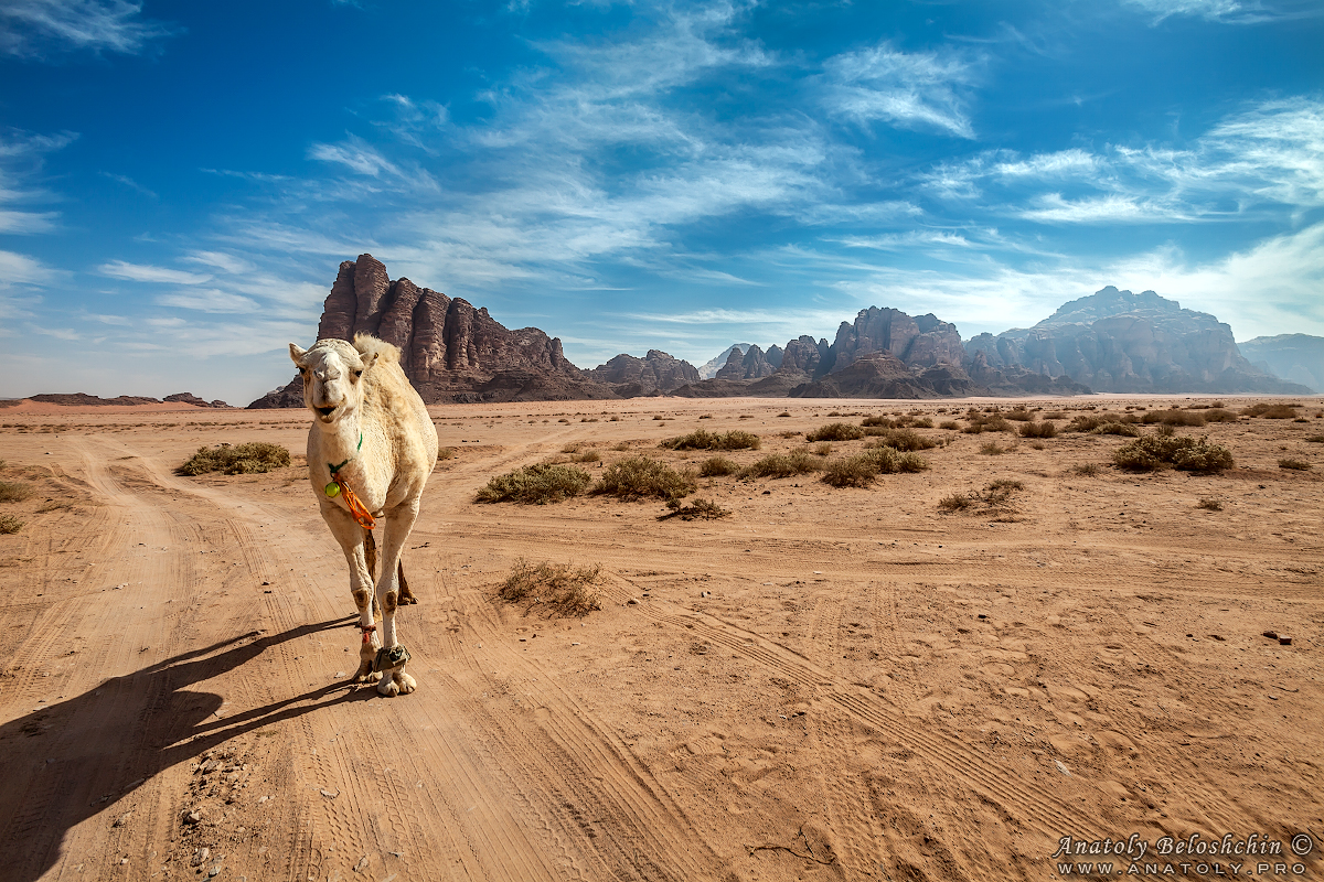 Jordan, Wadi Rum