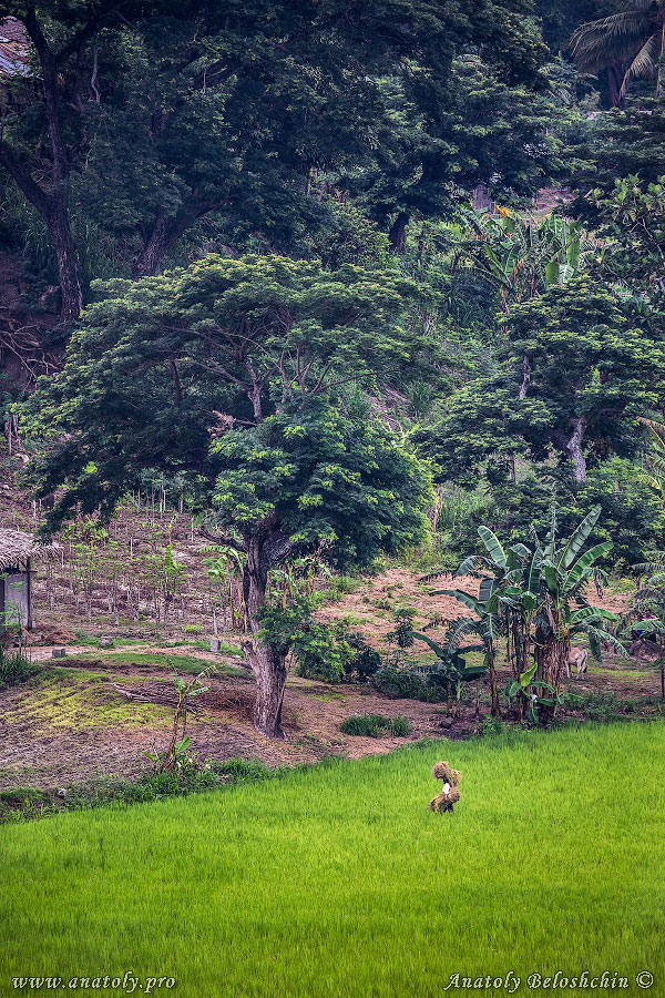 Philippines, Negros Island, Anatoly Beloshchin, Анатолий Белощин