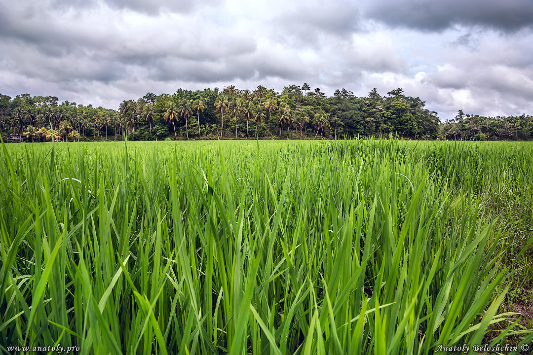 Philippines, Bohol, Anatoly Beloshchin, Анатолий Белощин