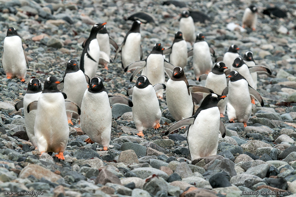 Antarctica, Anatoly Beloshchin, Анатолий Белощин, Антарктида