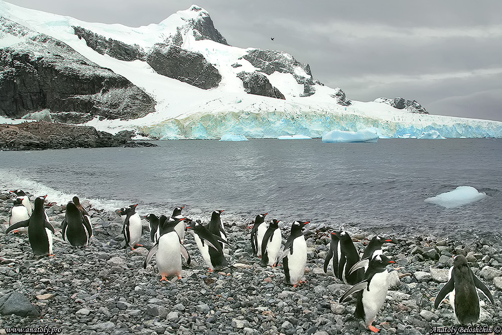 Antarctica, Anatoly Beloshchin, Анатолий Белощин, Антарктида