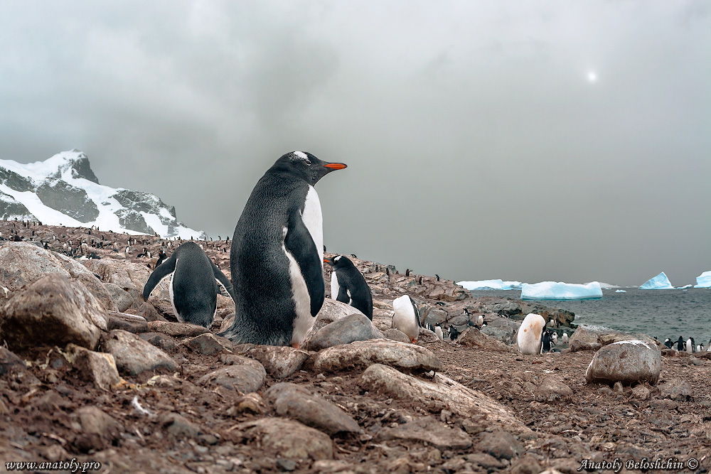 Antarctica, Anatoly Beloshchin, Анатолий Белощин, Антарктида