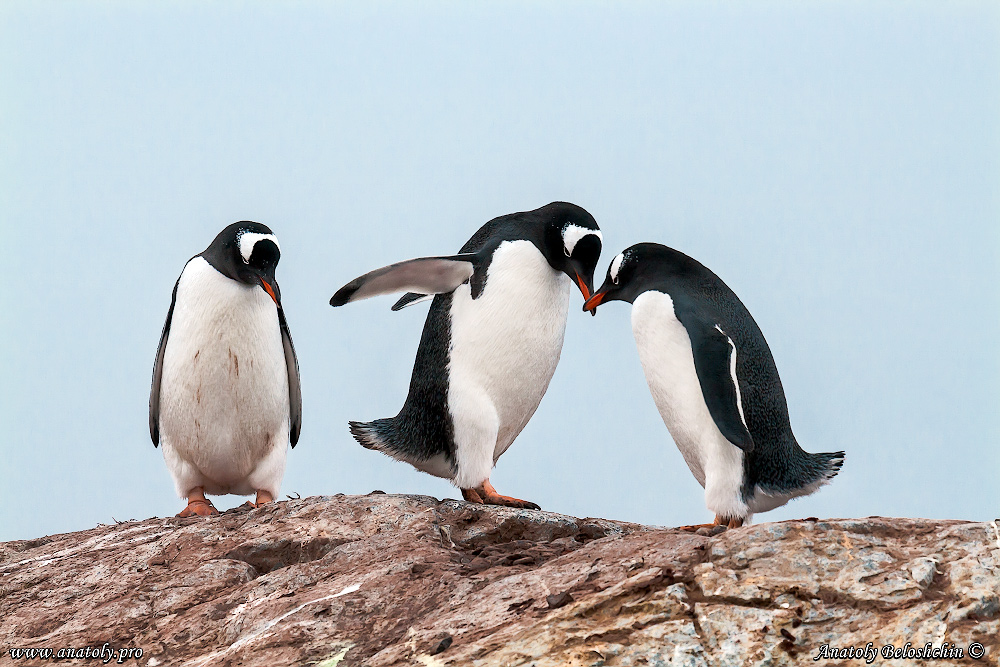 Antarctica, Anatoly Beloshchin, Анатолий Белощин, Антарктида
