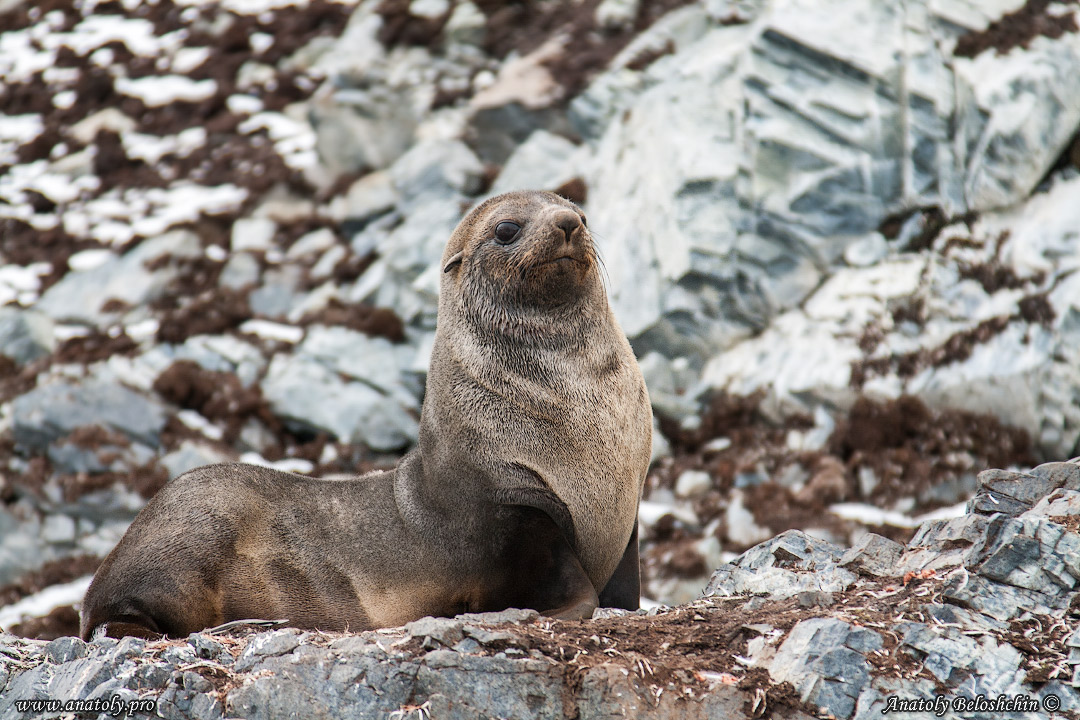Antarctica, Anatoly Beloshchin, Анатолий Белощин, Антарктида