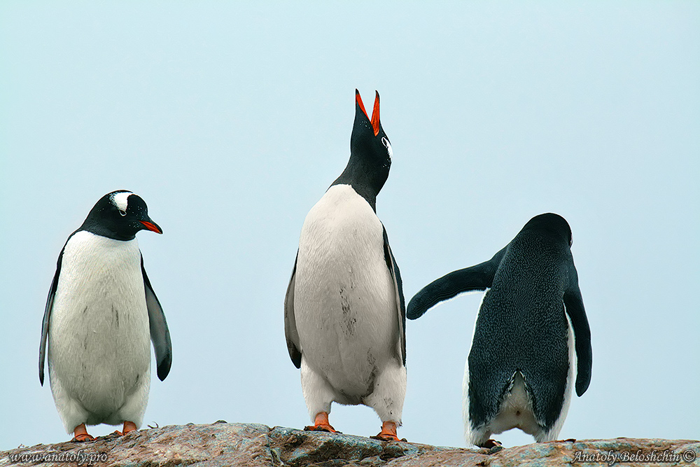 Antarctica, Anatoly Beloshchin, Анатолий Белощин, Антарктида