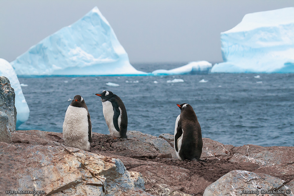 Antarctica, Anatoly Beloshchin, Анатолий Белощин, Антарктида