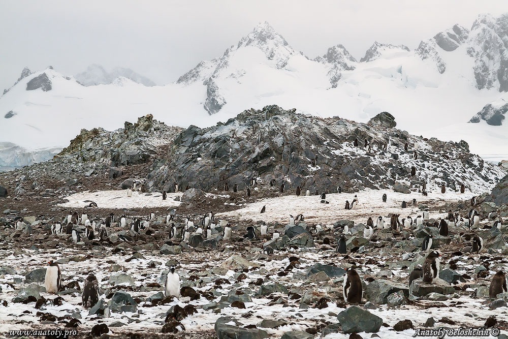 Antarctica, Anatoly Beloshchin, Анатолий Белощин, Антарктида
