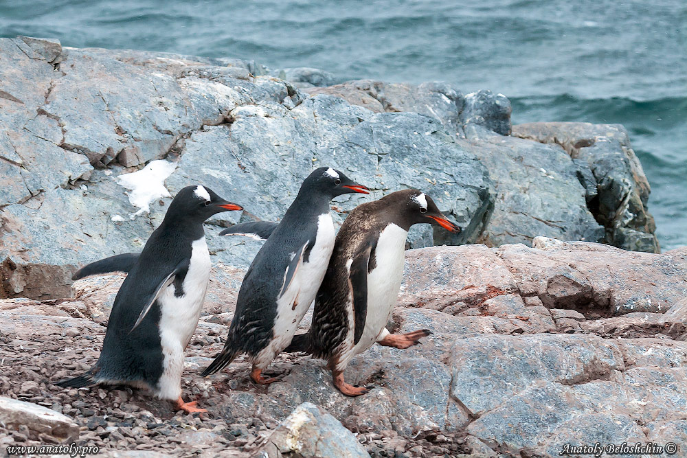 Antarctica, Anatoly Beloshchin, Анатолий Белощин, Антарктида