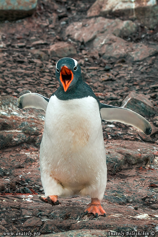 Antarctica, Anatoly Beloshchin, Анатолий Белощин, Антарктида