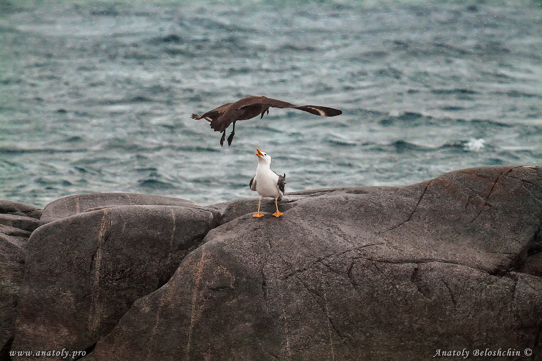 Antarctica, Anatoly Beloshchin, Анатолий Белощин, Антарктида