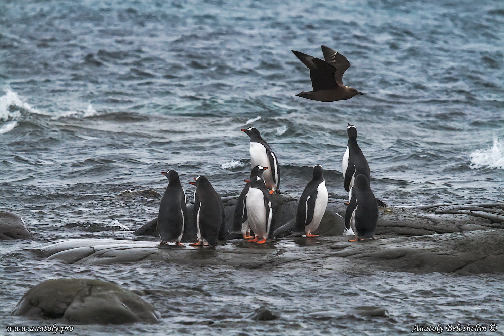 Antarctica, Anatoly Beloshchin, Анатолий Белощин, Антарктида
