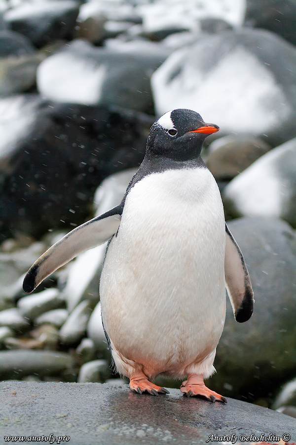 Antarctica, Anatoly Beloshchin, Анатолий Белощин, Антарктида