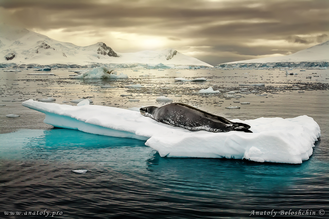 Antarctica, Anatoly Beloshchin