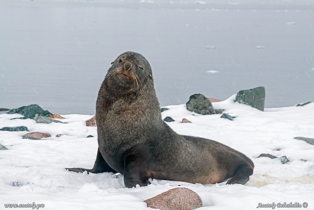 Antarctica, Anatoly Beloshchin, Анатолий Белощин, Антарктида