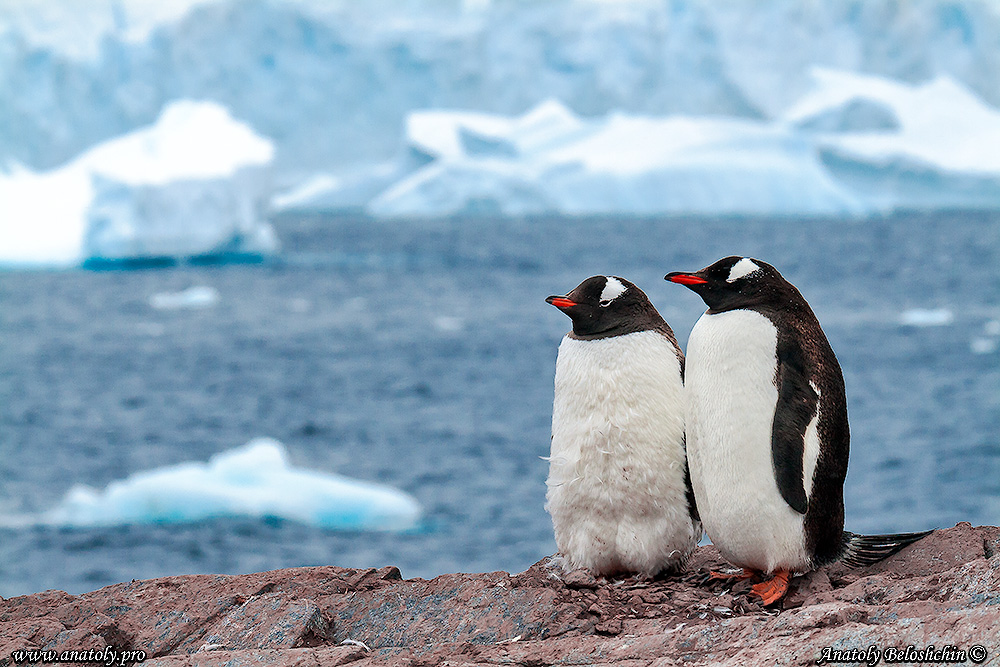 Antarctica, Anatoly Beloshchin, Анатолий Белощин, Антарктида