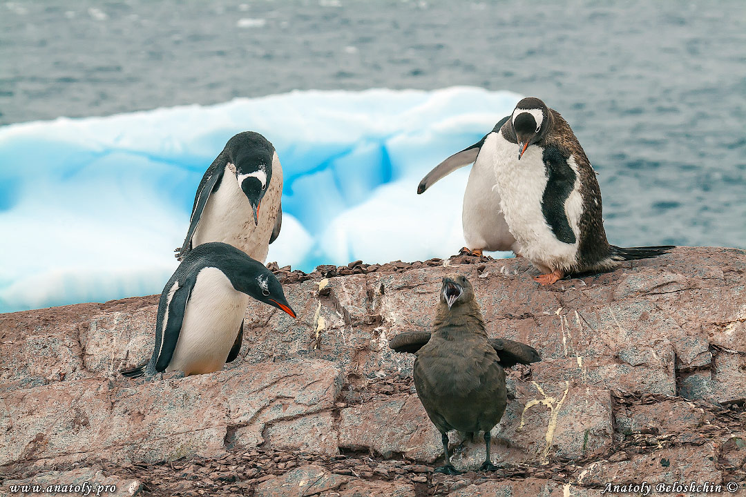 Antarctica, Anatoly Beloshchin, Анатолий Белощин, Антарктида
