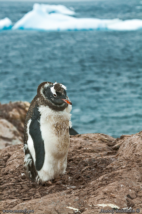 Antarctica, Anatoly Beloshchin, Анатолий Белощин, Антарктида