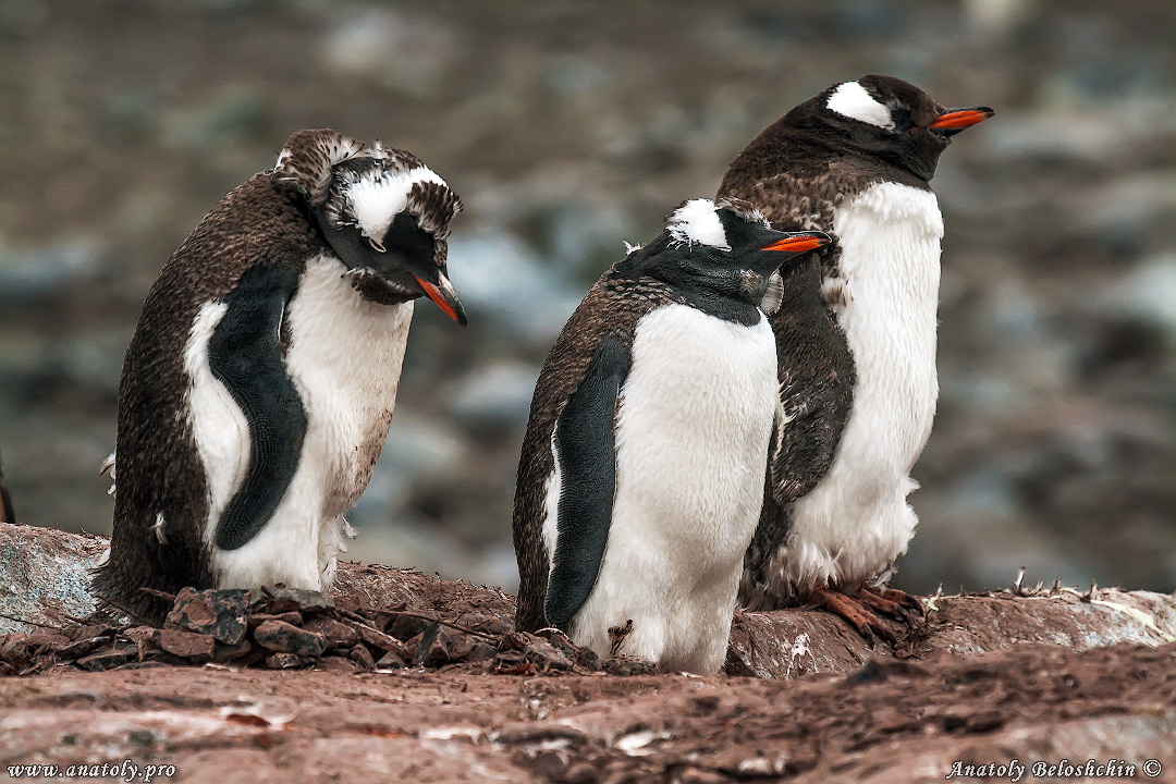 Antarctica, Anatoly Beloshchin, Анатолий Белощин, Антарктида