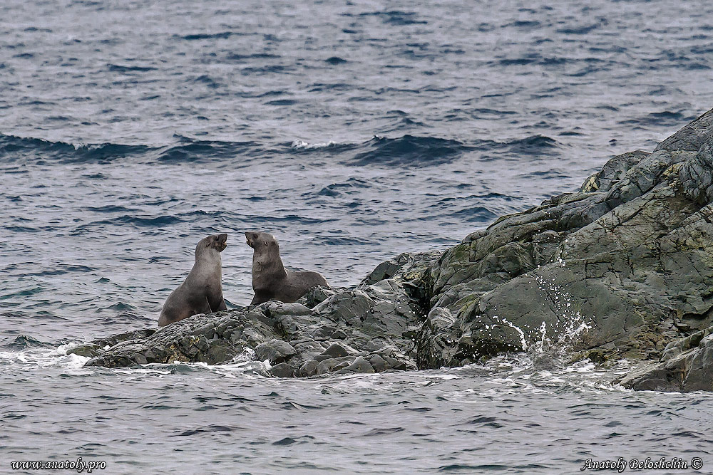 Antarctica, Anatoly Beloshchin, Анатолий Белощин, Антарктида
