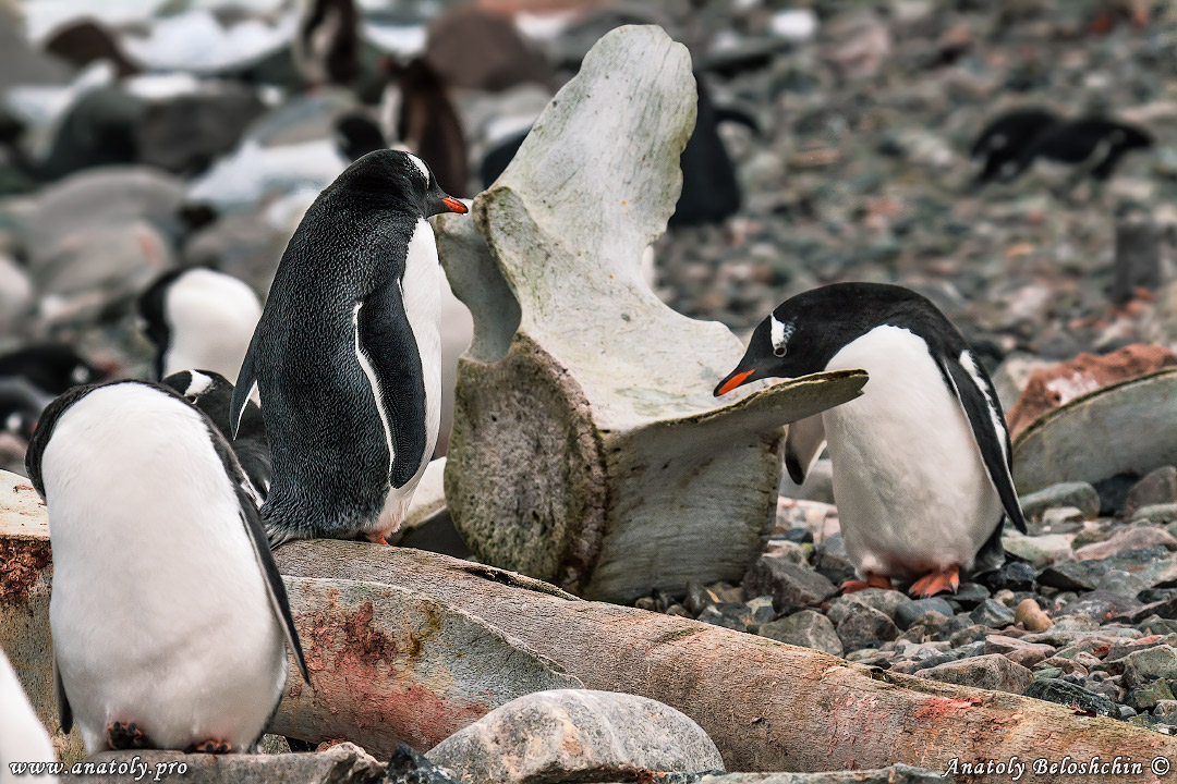 Antarctica, Anatoly Beloshchin, Анатолий Белощин, Антарктида