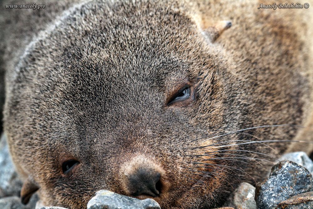 Antarctica, Anatoly Beloshchin, Анатолий Белощин, Антарктида