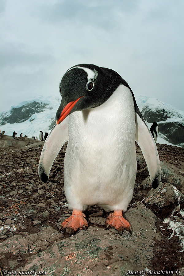 Antarctica, Anatoly Beloshchin, Анатолий Белощин, Антарктида