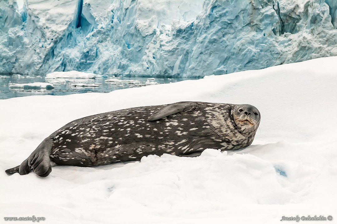 Antarctica, Anatoly Beloshchin, Анатолий Белощин, Антарктида