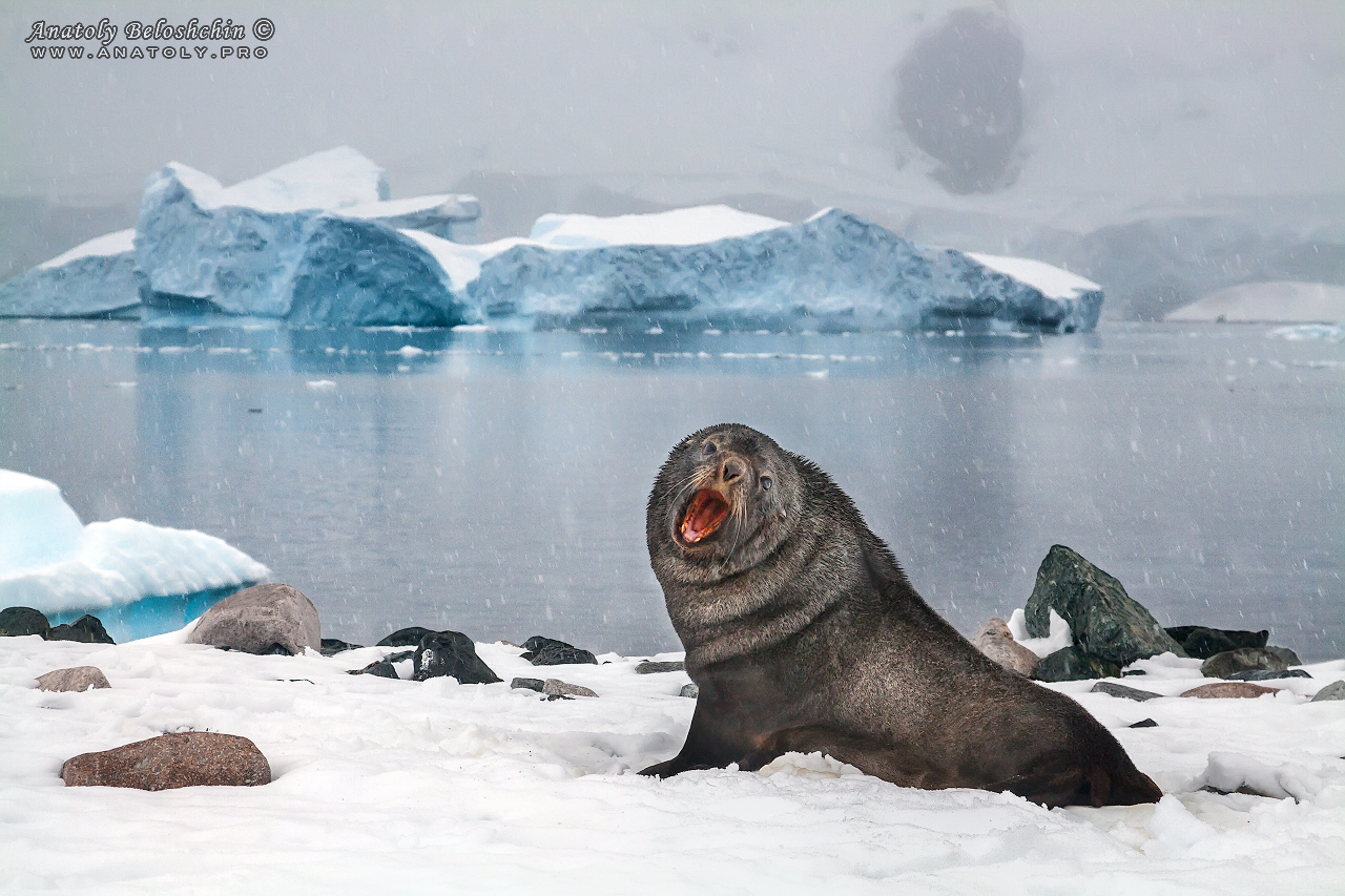 Antarctic fur seal, Antarctica, Anatoly Beloshchin, Анатолий Белощин, Антарктида