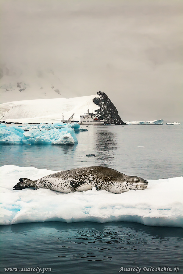 Antarctica, Anatoly Beloshchin, Анатолий Белощин, Антарктида