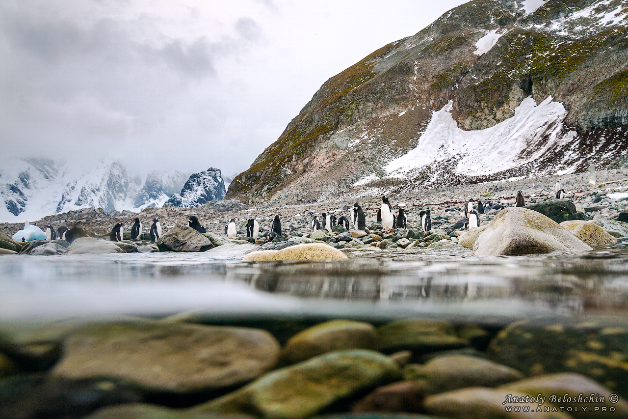 Antarctica, Anatoly Beloshchin, Антарктида, Анатолий Белощин