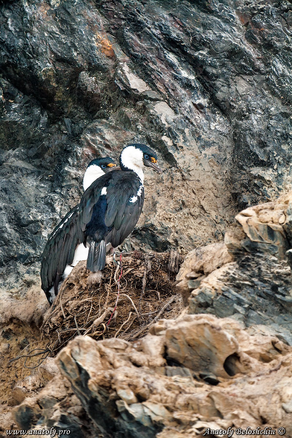 Antarctica, Anatoly Beloshchin, Анатолий Белощин, Антарктида