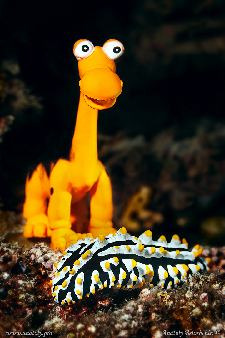 Dinosaur and Nudibranch