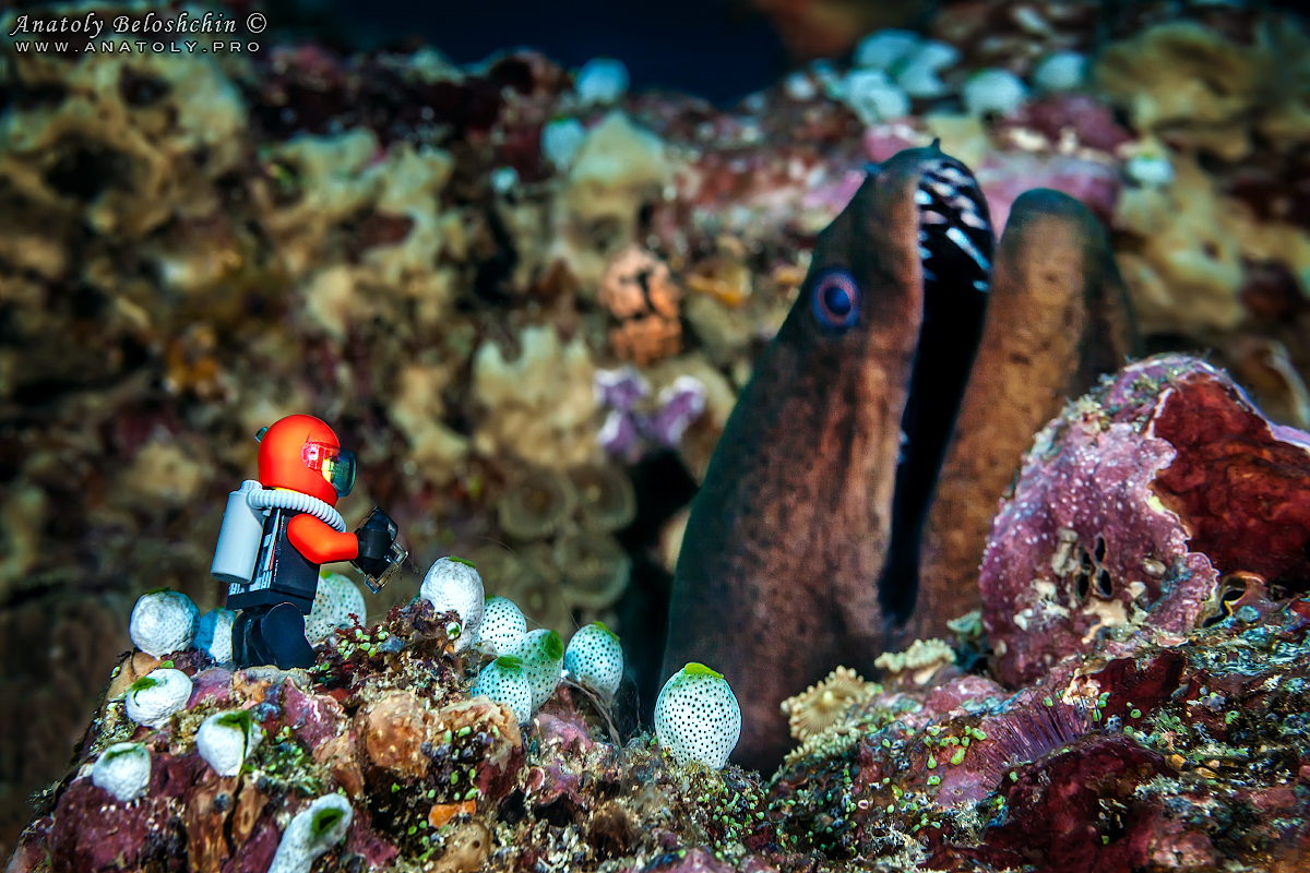 Lego diver and moray