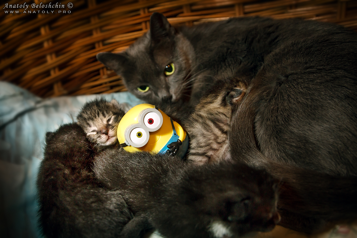 Minion, kittens and a cat