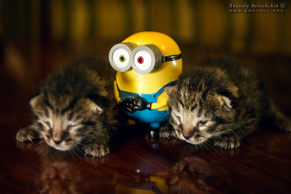 Minion and kittens