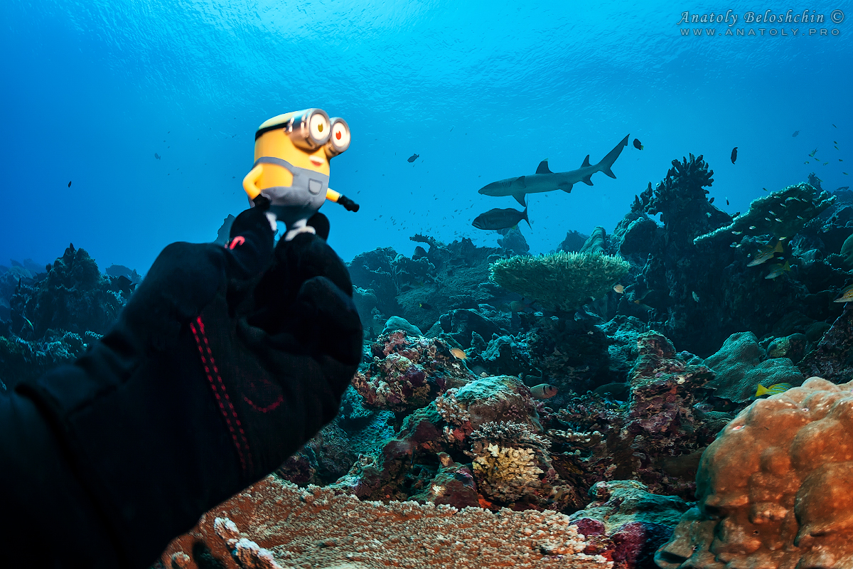 Minion and Shark