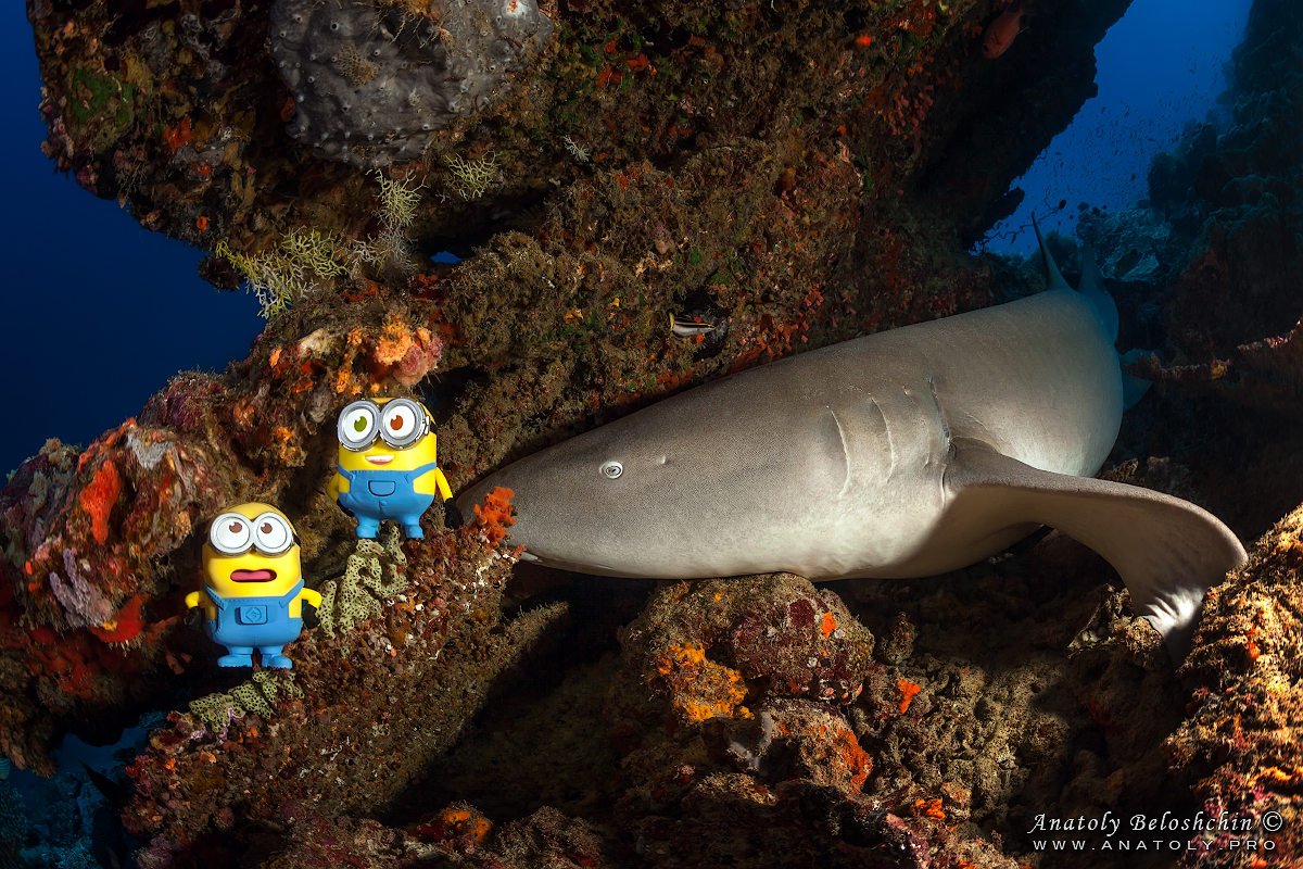Minions and Shark