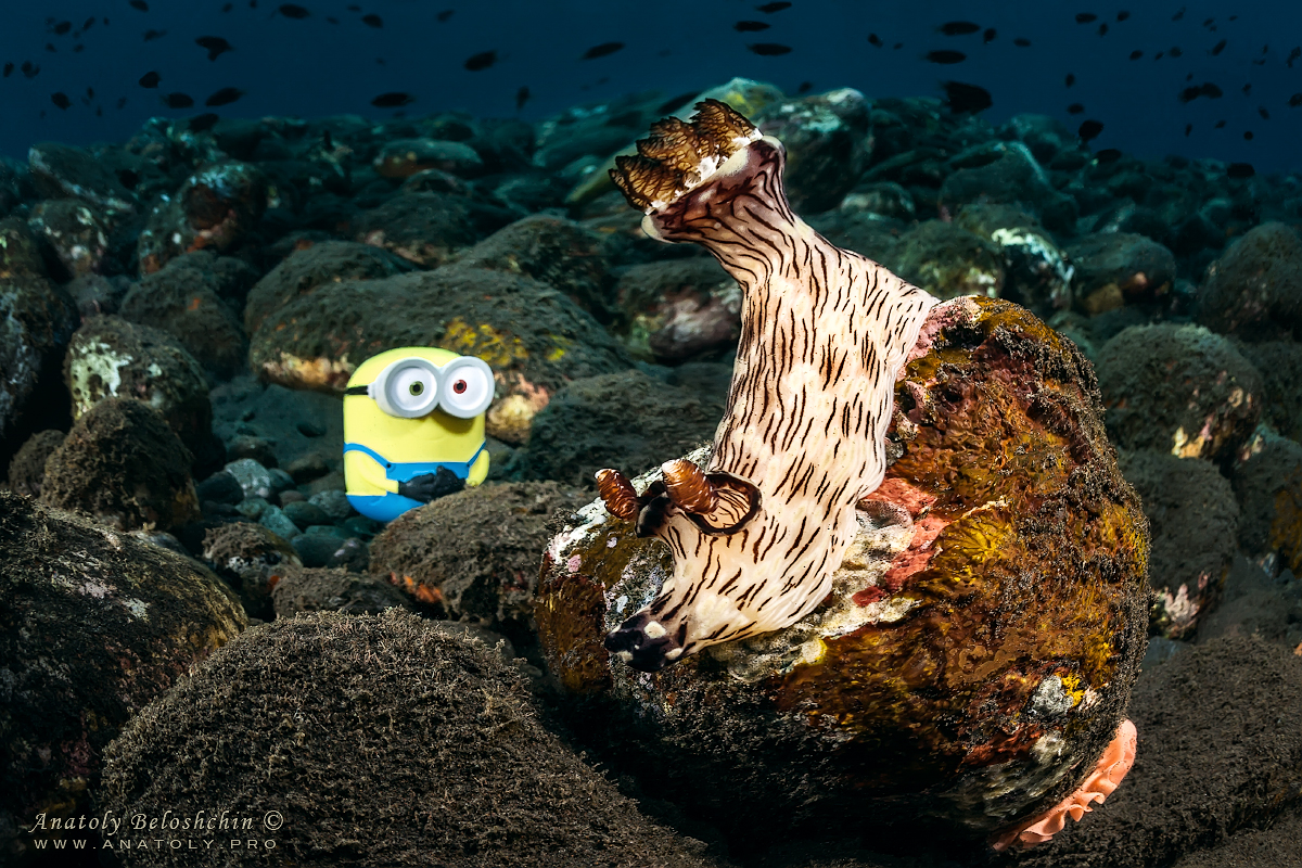 My friend Nudibranch. Bail. Anatoly Beloshchin.