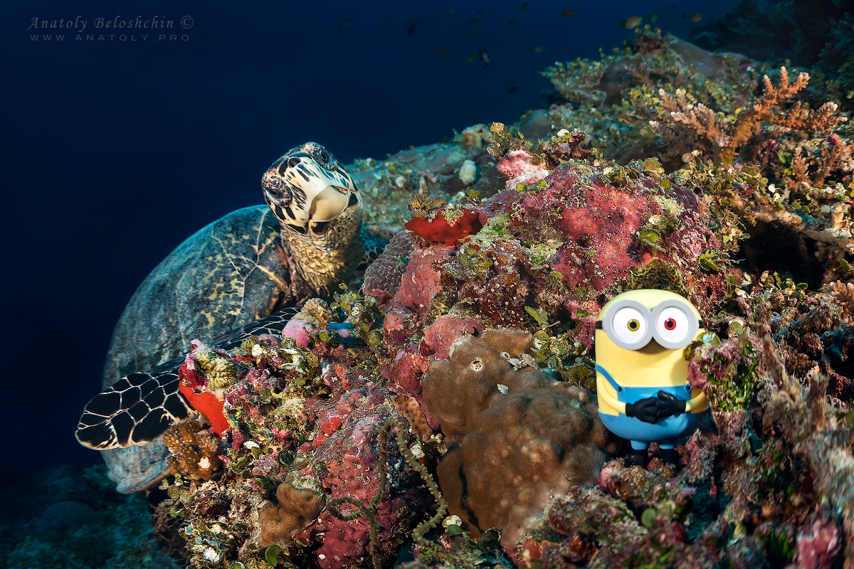 Maldives, Мальдивы, Beloshchin, Белощин