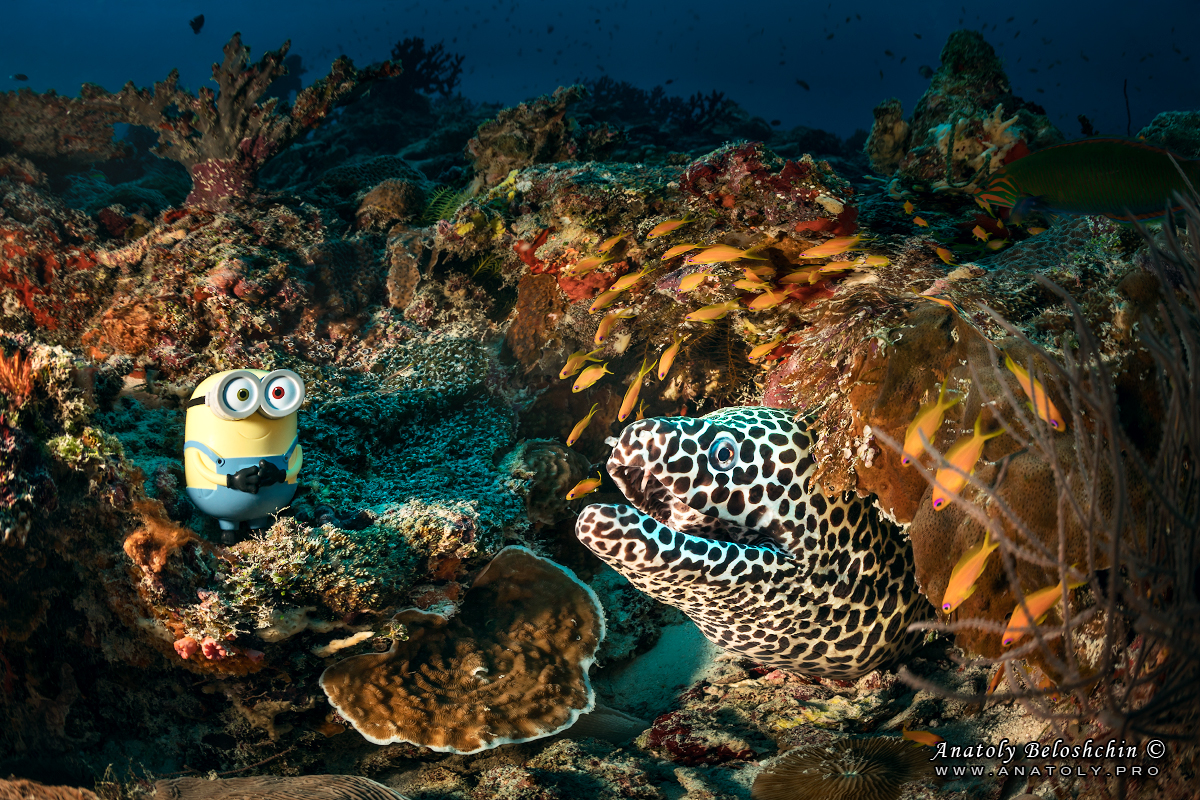 Maldives, Мальдивы, Beloshchin, Белощин