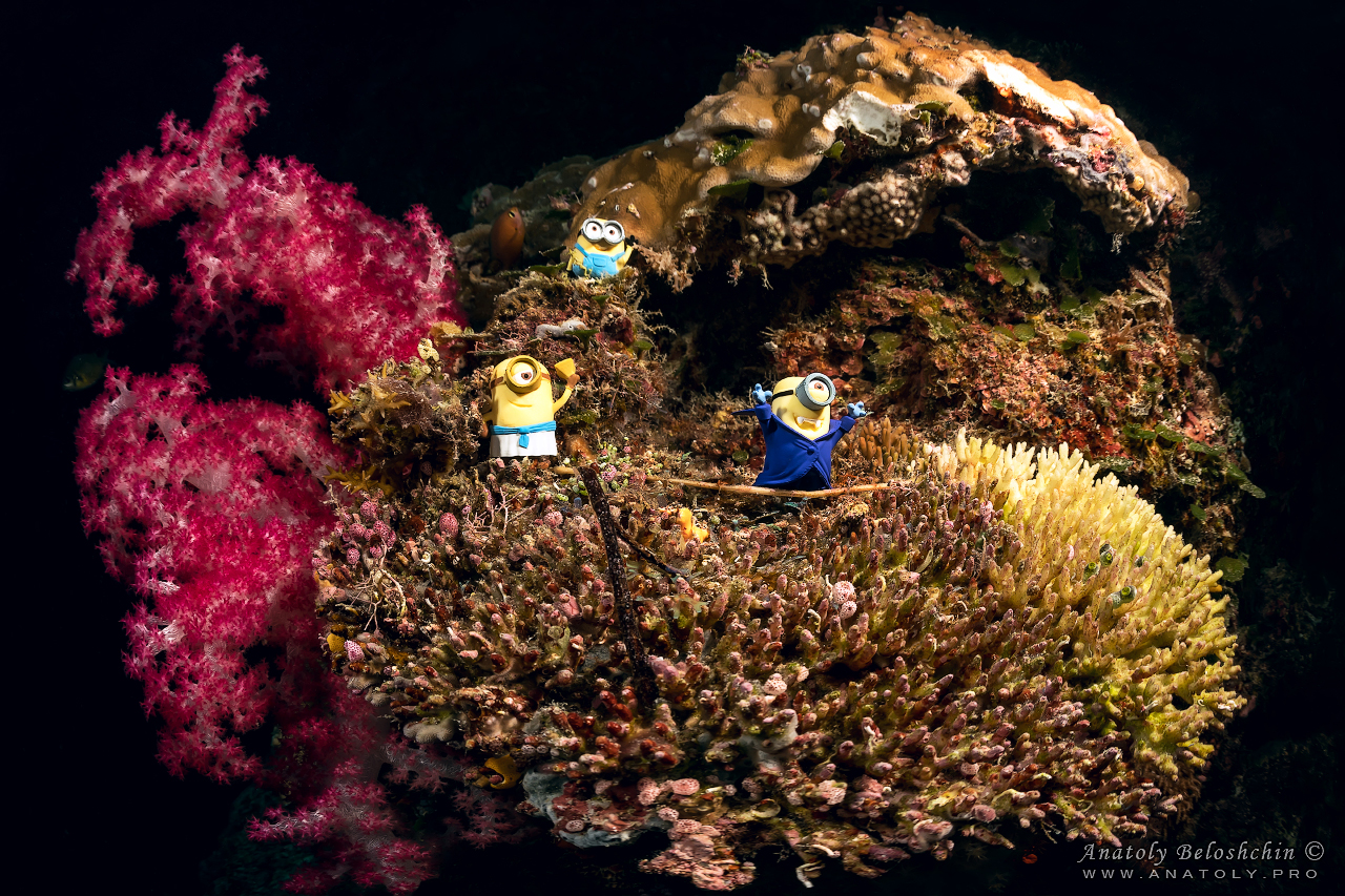 Palau, Anatoly Beloshchin, Палау, Анатолий Белощин, миньон, minion