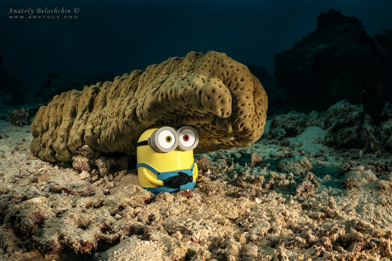 Palau, Anatoly Beloshchin, Палау, Анатолий Белощин, миньон, minion