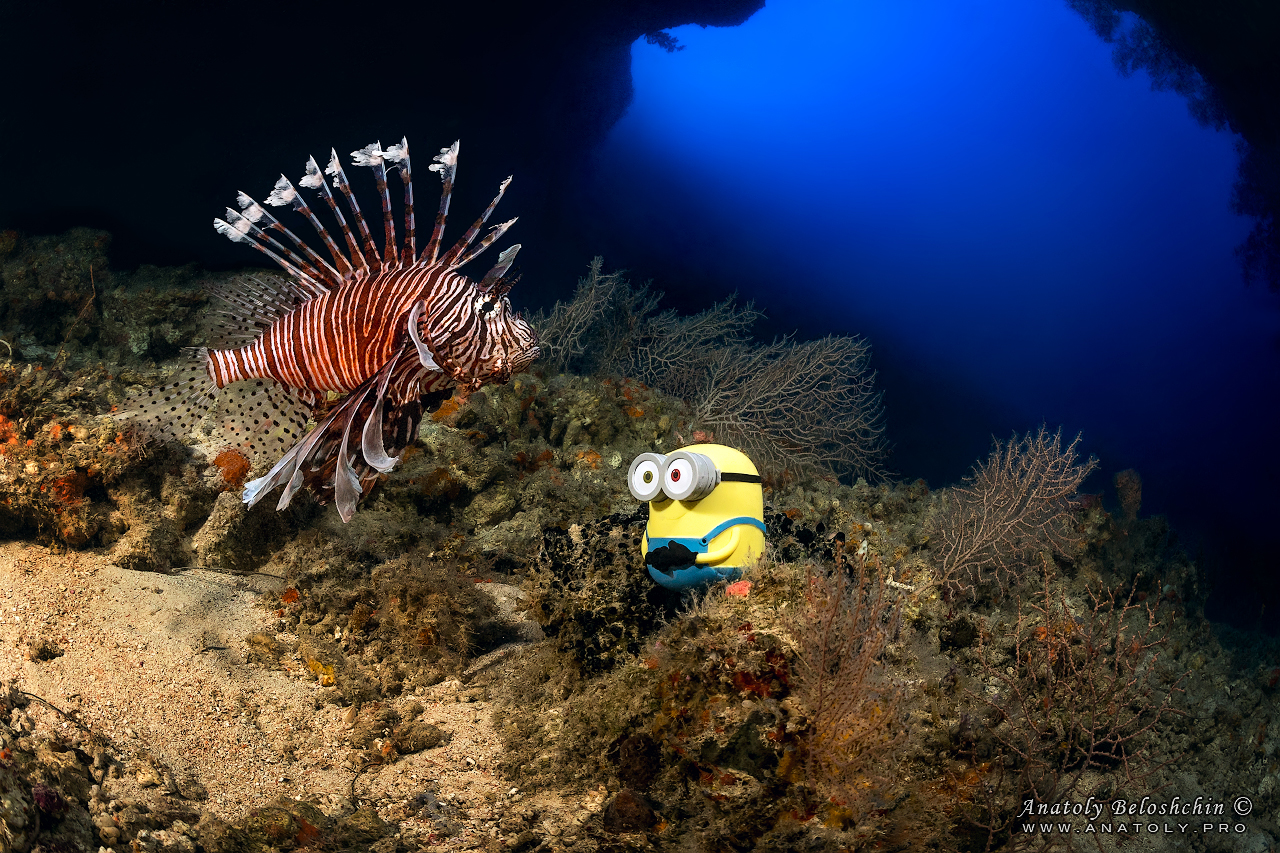 Palau, Anatoly Beloshchin, Палау, Анатолий Белощин, миньон, minion