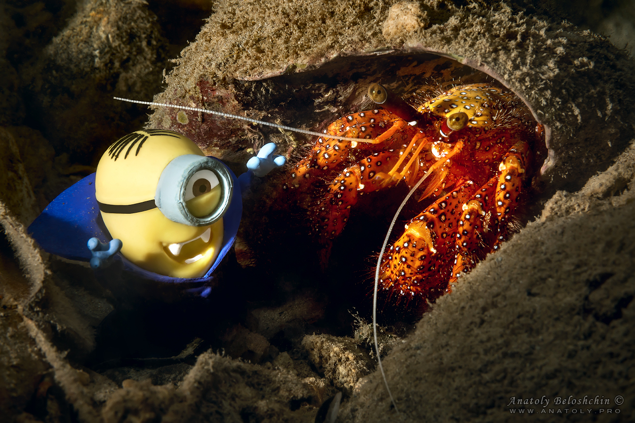 Palau, Anatoly Beloshchin, Палау, Анатолий Белощин, миньон, minion