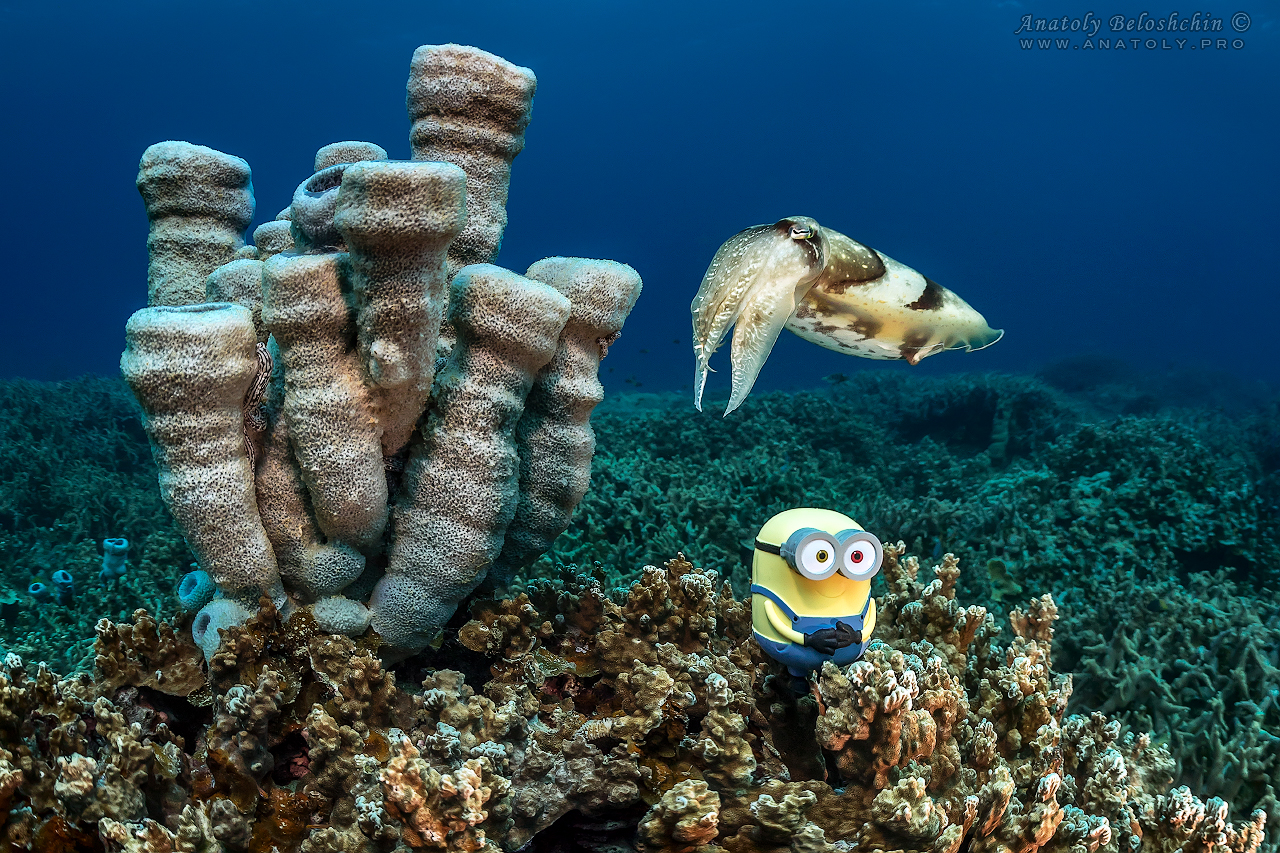 Palau, Anatoly Beloshchin, Палау, Анатолий Белощин, миньон, minion