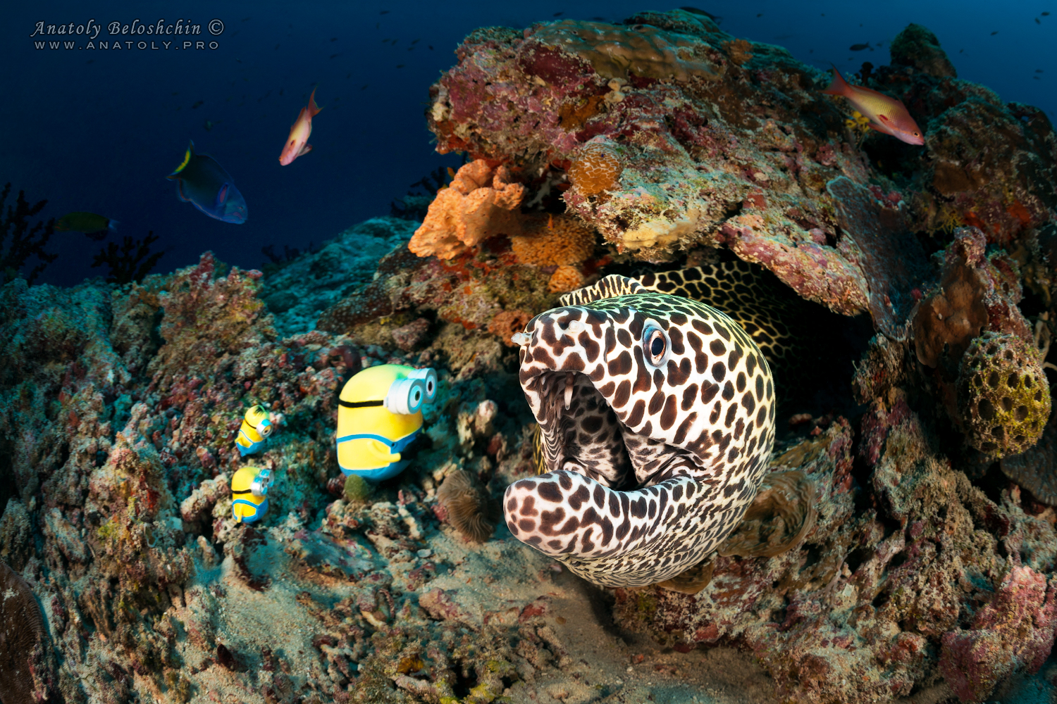 Мурена и Миньоны. Индийский океан