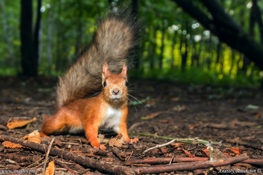 Moscow, Squirrel, Anatoly Beloshchin