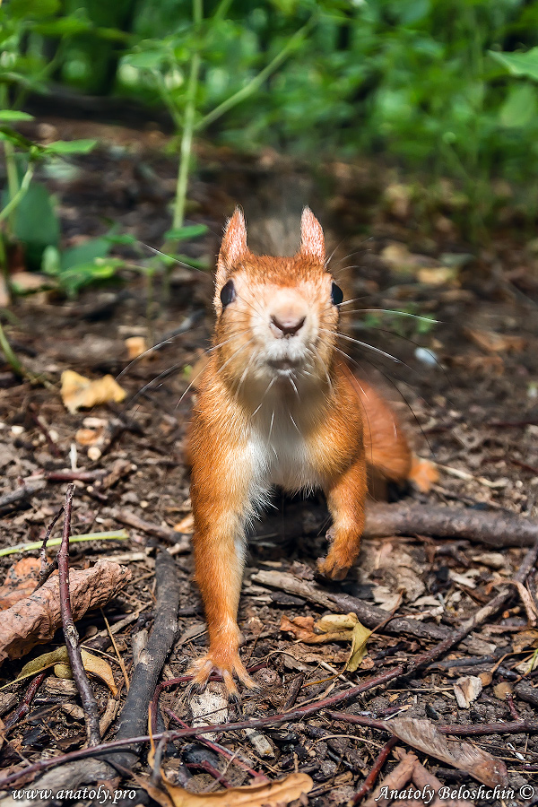 Moscow, Squirrel, Anatoly Beloshchin