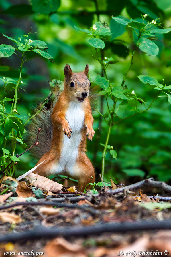 Moscow, Squirrel, Anatoly Beloshchin