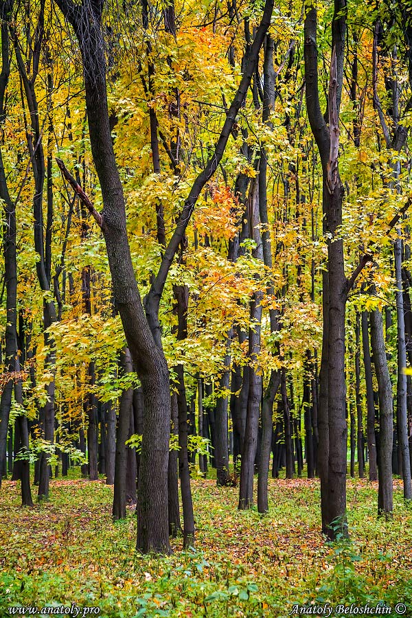 Moscow, Autumn, Anatoly Beloshchin